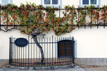 500 years old grapevine Maribor - Slovenia