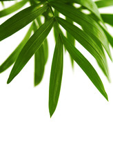 Palm tree leaves