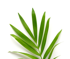 Palm tree leaves