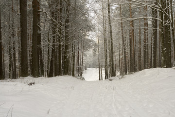 Winter forest