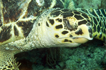 Close Up Hawksbill Turtle-Eretmochelys imbriocota