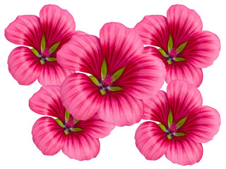 Flowers from a garden