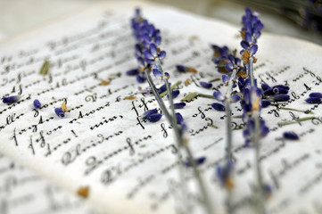 Lavender and Old Book - 11300904