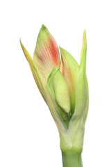 Fototapeta premium Amarylis flower bud