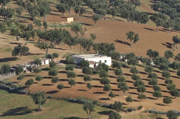 Olive trees plantation in Morocco