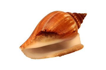 Snail