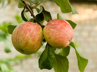 Fruit apples on a branch