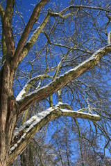 schneebedeckter Baum