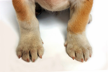 dog © birdmanphoto