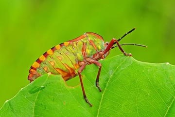 green shield bug in the parks