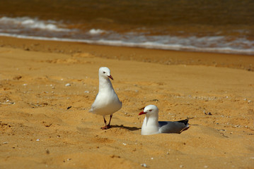Naklejka premium Mouettes