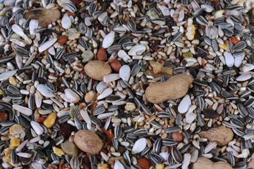 Close up of Parrot Seed