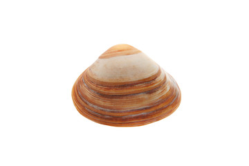 Fototapeta na wymiar seashell