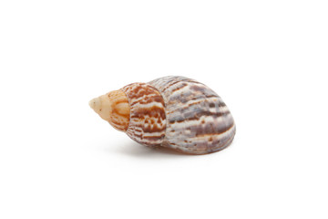 seashell