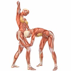 Muskelaufbau eines weiblichen Körpers beim Kampf