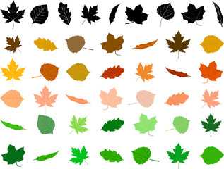 Leaves