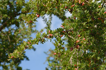 arganier, Maroc