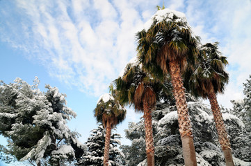 palmiers sous la neige