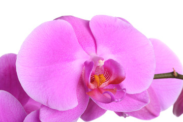 orchid flower