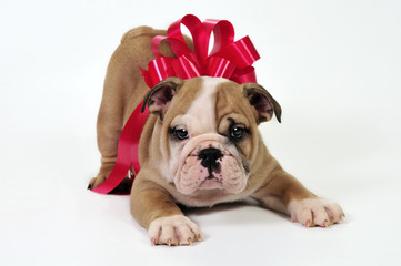 Puppy for present.