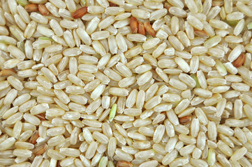 Rice Background