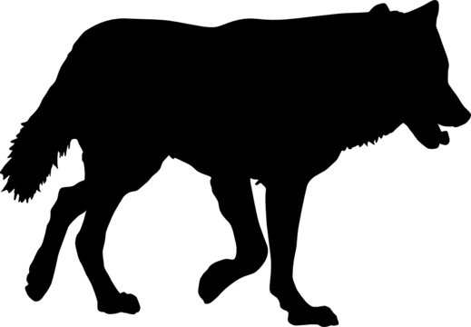 wolf