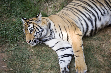 male tiger resting