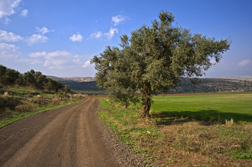 Fototapeta na wymiar krętą drogą gruntową i drzewo oliwne