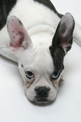 Puppy French Bull-Dog