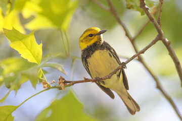 Fototapeta premium Black-throated Green Warbler