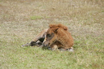 foal laying down