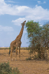 giraffe and a tree