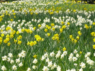 Narzissen
