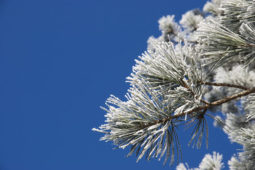 Naklejka premium Winter Pine