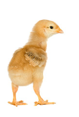 Yellow little chicken