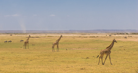 Naklejka na ściany i meble giraffes in amboseli national park, kenya
