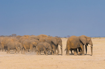 Fototapeta premium elephants in amboseli national park, kenya