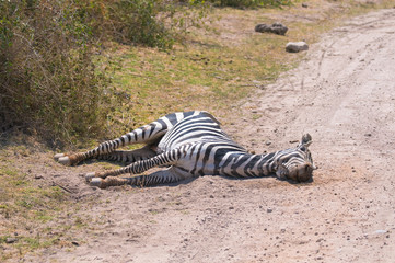 Fototapeta na wymiar Martwy Zebra, Park Narodowy Amboseli, Kenia