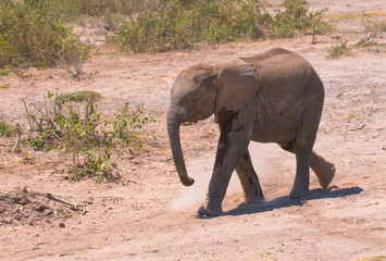 elephant calf, amboseli national park, kenya