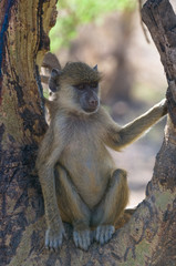 young baboon, amboseli national park, kenya
