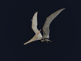 Pterodactyl © Paul Moore