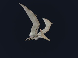 Pterodactyl © Paul Moore