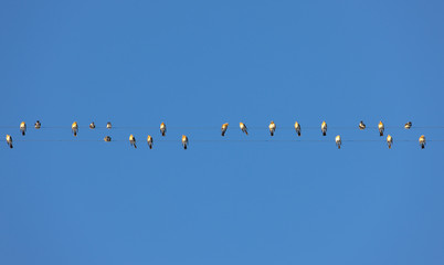 Flock