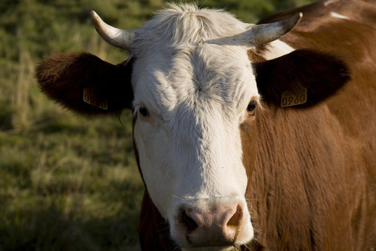 vache