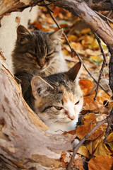 Autumn kittens