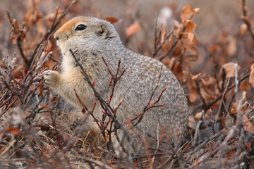 Arctic suslik