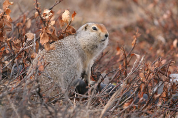 Arctic suslik,