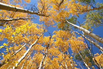 Aspen Trees Fall Foliage