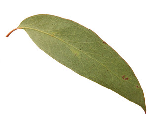 Australian Gum Leaf