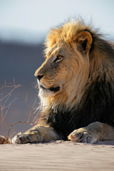 Big male African lion (Panthera leo), Kalahari, South Africa